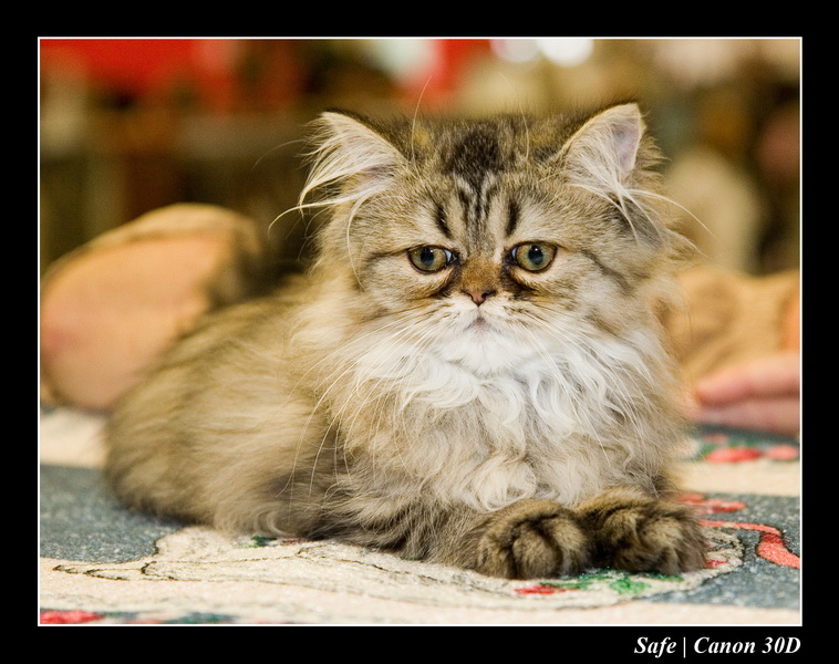 Sep 06 - Salon des animaux de compagnies - 17